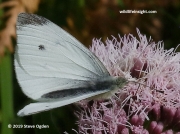Cabbage butterfly-Piers rapae © 2019 Steve Ogden 2505