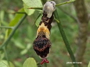 giant-swallowtail-butterfly-orange-dog-caterpillar Florida 81019