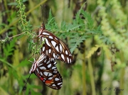 gulf-fritillary-butterflies- (Agraulis vanillae) 2516
