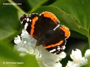 Red Admiral butterfly (Vanessa atalanta) 0281