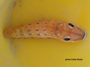 Spicebush Swallowtail prepupating caterpillar (Papilio troilus) 2518