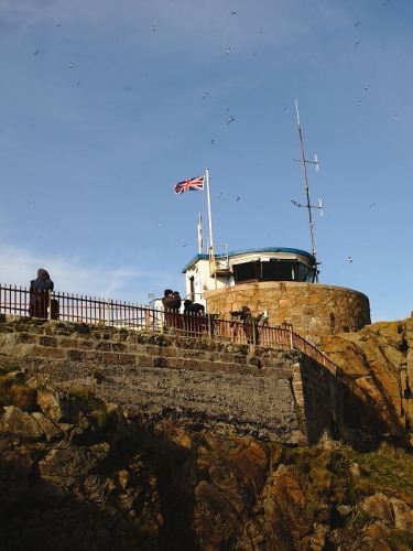 St Ives Island, Cornwall, sea-bird watching