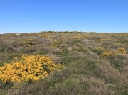 Kennack Sands, eastern cliff, The Lizard, Cornwall, Emperor moth habitat