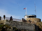 St Ives Island, Cornwall, dolphin watching
