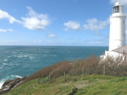 Trevose Head seawatching
