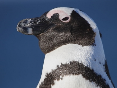 africanpenguin03