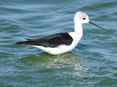 Black-winged Stilt