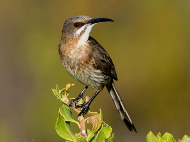 Cape Sugarbird (Promerops cafer) - female