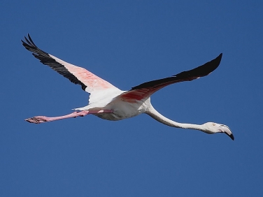 Greater Flamingo flying over  Strandfontein sewage works, Cape Town, South Africa © Steve Ogden