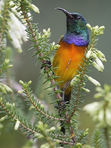 Orange-breasted Sunbird (Anthobaphes violacea)
