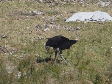 Ostrich South Africa © 2006 Steve Ogden