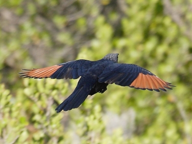 Red-winged Starling South Africa Birds © 2006 Steve Ogden