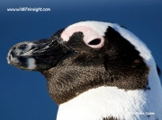 African Jackass Penguin (Spheniscus demersus) Boulders Beach colony, Cape Peninsular, South Africa © Steve Ogden