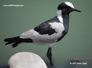 Blacksmith Lapwing South Africa © 2006 Steve Ogden