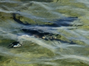 African Jackass Penguin (Spheniscus demersus) returning to Boulders Beach, Simon's Town, South Africa