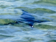 African Jackass Penguin (Spheniscus demersus) swimming underwater