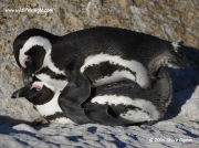 african-penguins_3754