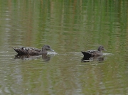 African Black Duck South Africa © 2005 Steve Ogden