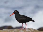 African Black Oystercatcher