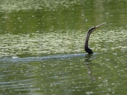 African Darter