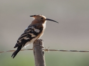 African Hoopoe
