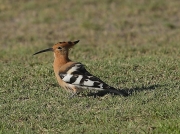 African Hoopoe
