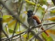 African Paradise Flycatcher South Africa © 2006 Steve Ogden