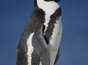African Penguin