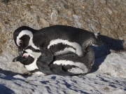 African Penguin
