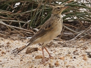African Pipit