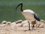 African Sacred Ibis