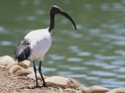 African Sacred Ibis© Steve Ogden