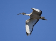 African Sacred Ibis South Africa © 2006 Steve Ogden