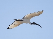 African Sacred Ibis