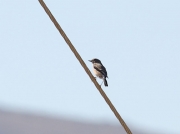 African Stonechat