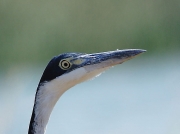 Black-headed Heron (Ardea melanocephala) South Africa