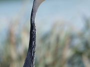 Black-headed Heron