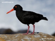 black-oystercatcher_3722