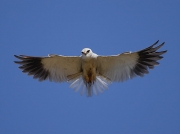 Black-shouldered Kite hovering beside coastal road on the Cape Peninsula, South Africa © 2006 Steve Ogden