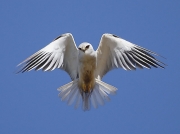 Black-shouldered Kite South Africa © 2006 Steve Ogden