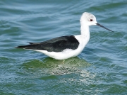 Black-winged Stilt