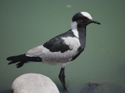 Blacksmith Lapwing South Africa © 2006 Steve Ogden