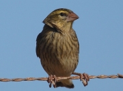 Bully Canary