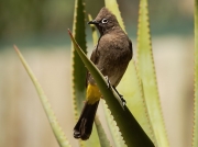 Cape Bulbul, Geelbek Visitors centre, West Coast National Park, South Africa
