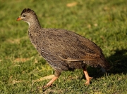 Cape Francolin