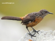 cape-rock-jumper- south-africa_4003