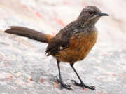 cape-rock-jumper- south-africa_4007