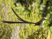 Cape Sugarbird (Promerops cafer) tail feathers blowing in the wind