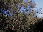 Cape Weaver Bird nesting colony, Darling Farmlands, South Africa