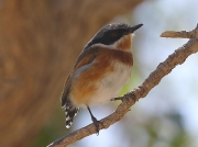 Cape Batis Kirstenbosch South Africa © Steve Ogden